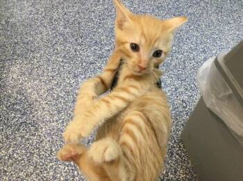 HUGHEY -  Domestic Short Hair Cat for Adoption in Thousand Palms, California - HUGHEY | PetCurious