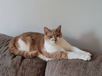 Rescue Domestic Short Hair Cats for Adoption in Knoxville, Tennessee - Scotty | PetCurious