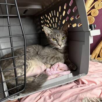 Willow -  Domestic Short Hair Cat for Adoption in Chattanooga, Tennessee - Willow | PetCurious