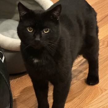 Domestic Short Hair Cats Available for Adoption in Norwalk, Connecticut - Elijah | PetCurious