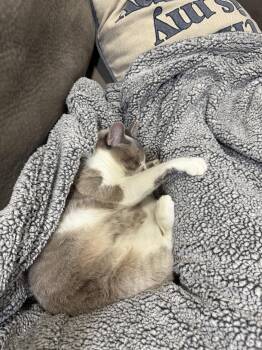 Petunia -  Domestic Short Hair and Siamese Cat for Adoption in Wheaton, Illinois - Petunia | PetCurious