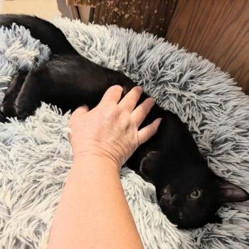 Soy Noir -  Domestic Short Hair Cat for Adoption in Wheeling, Illinois - Soy Noir | PetCurious