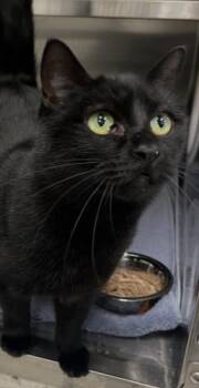 Rescue Domestic Short Hair Cats for Adoption in Webster, Massachusetts - Crystal | PetCurious