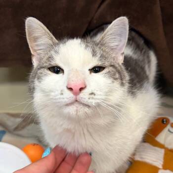Gru -  Domestic Short Hair Cat Available for Adoption in Newark, New Jersey - Gru | PetCurious