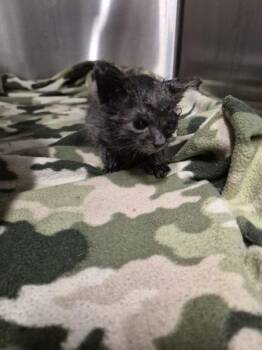 A-05 -  Domestic Short Hair Cat for Adoption in Lawrenceville, Georgia - A-05 | PetCurious