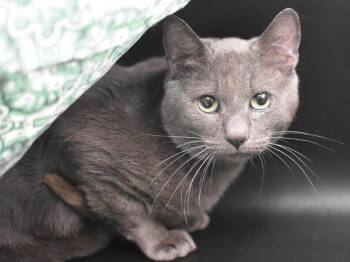 Domestic Short Hair Cats Available for Adoption in Portland, Oregon - Cloud | PetCurious