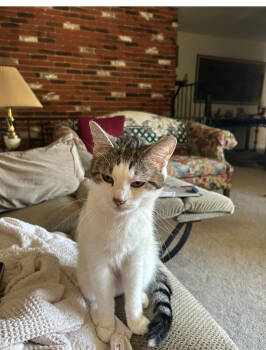 Rescue Domestic Short Hair Cats for Adoption in Mackinaw, Illinois - Ivy Rose Dunbar | PetCurious