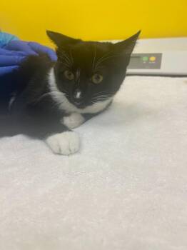 Willow -  Domestic Short Hair Cat for Adoption in Raleigh, North Carolina - Willow | PetCurious