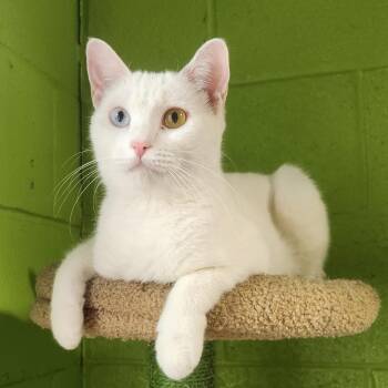 Juliet -  Domestic Short Hair Cat for Adoption in Bolingbrook, Illinois - Juliet | PetCurious