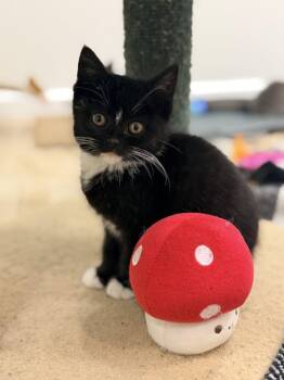 Domestic Short Hair Cats Available for Adoption in Hazlet, New Jersey - Lily | PetCurious