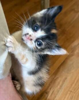 Calico Cats Available for Adoption in Tehachapi, California - Amber | PetCurious
