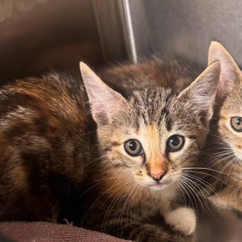 Lisa -  Domestic Short Hair Cat Available for Adoption in Starkville, Mississippi - Lisa | PetCurious