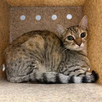 Maria -  Domestic Short Hair Cat for Adoption in Tuscaloosa, Alabama - Maria | PetCurious