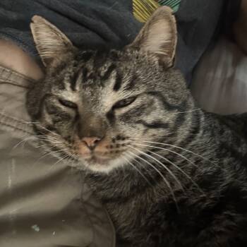 Rescue Domestic Short Hair Cats for Adoption in Springfield, Missouri - Taz | PetCurious