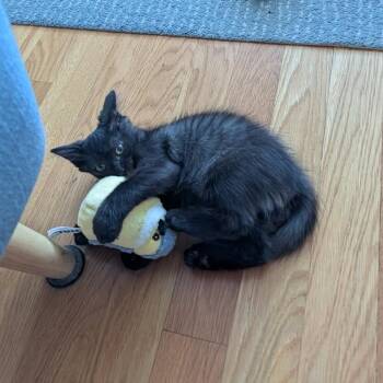 Jolene -  American Shorthair Cat for Adoption in Westhampton, New York - Jolene | PetCurious