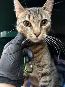 Rescue Domestic Short Hair Cats for Adoption in El Paso, Texas - Philip | PetCurious