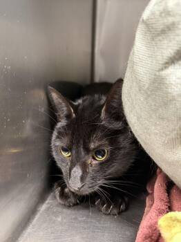 Domestic Short Hair Cats Available for Adoption - Oreo | PetCurious