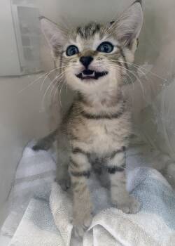 Seraphine -  Domestic Short Hair Cat for Adoption in Nashville, Tennessee - Seraphine | PetCurious