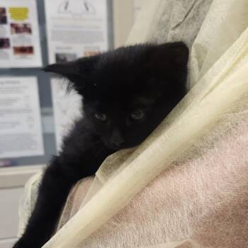 Dustpan -  Domestic Short Hair Cat for Adoption in Murray, Utah - Dustpan | PetCurious