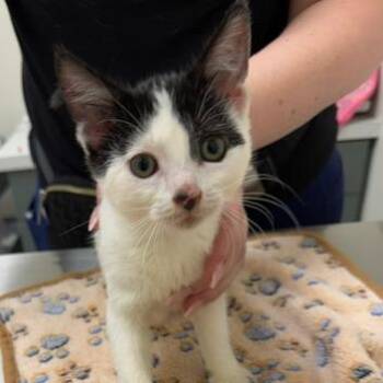 Amber -  Domestic Short Hair Cat for Adoption in Chaska, Minnesota - Amber | PetCurious