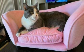Stormie -  Domestic Short Hair Cat for Adoption in Thatcher, Arizona - Stormie | PetCurious