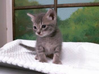 Domestic Short Hair Cats Available for Adoption in Houston, Texas - JASPER | PetCurious
