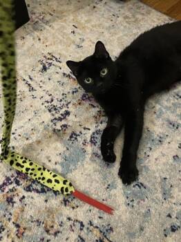 Rescue Domestic Short Hair Cats for Adoption in New York, New York - Echo | PetCurious