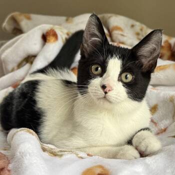Pepita -  Domestic Short Hair Cat for Adoption in Pontiac, Michigan - Pepita | PetCurious