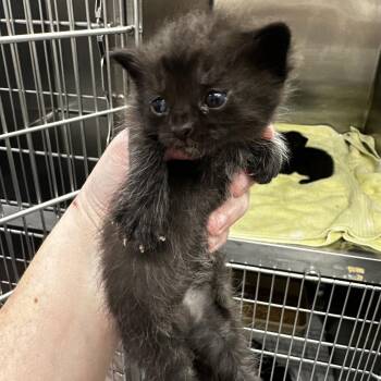 Domestic Short Hair Cats Available for Adoption in Warrensburg, Missouri - Cadbury | PetCurious