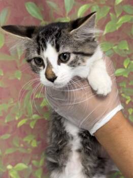ESPRESSO -  Domestic Short Hair Cat for Adoption in San Antonio, Texas - ESPRESSO | PetCurious