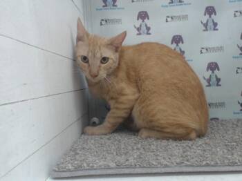 Domestic Short Hair Cats Available for Adoption in Orlando, Florida - GINGERBREAD MAN | PetCurious