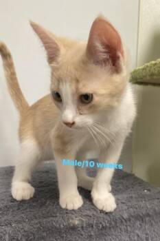 Rescue Domestic Short Hair Cats for Adoption in North Arlington, New Jersey - Duane | PetCurious