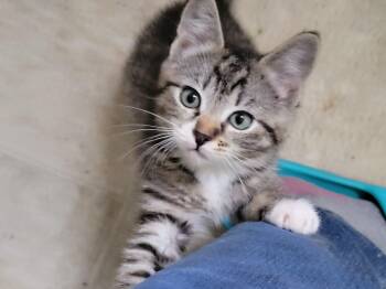 Mochi -  Domestic Short Hair Cat for Adoption in Newberg, Oregon - Mochi | PetCurious
