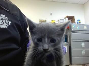 LINA -  Domestic Short Hair Cat Available for Adoption in Doral, Florida - LINA | PetCurious