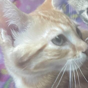 Georgia -  Domestic Short Hair Cat for Adoption in Cumming, Georgia - Georgia | PetCurious