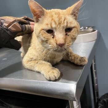 Sniffles -  Domestic Medium Hair Cat for Adoption in Chattanooga, Tennessee - Sniffles | PetCurious