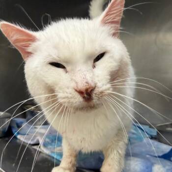 Zimo -  Domestic Short Hair Cat for Adoption in Pekin, Illinois - Zimo | PetCurious