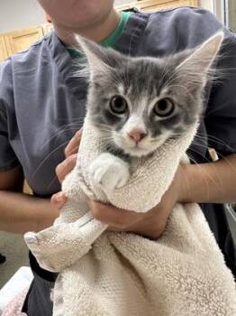 Ascent -  Domestic Short Hair Cat for Adoption in Sacramento, California - Ascent | PetCurious