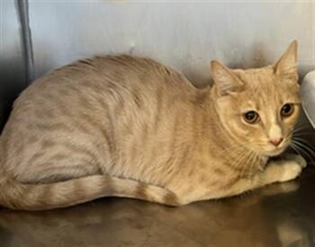 Scooter A061363 -  Domestic Short Hair Cat for Adoption in San Andreas, California - Scooter A061363 | PetCurious