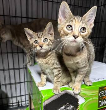 Rescue Domestic Short Hair Cats for Adoption in Lakesite, Tennessee - MARGO & GRU | PetCurious