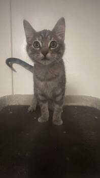 Nacho -  Domestic Short Hair Cat for Adoption in Oklahoma City, Oklahoma - Nacho | PetCurious