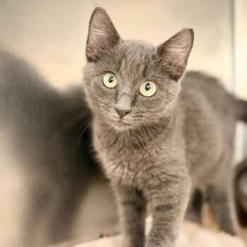 Cinder -  Domestic Short Hair Cat for Adoption in Jackson Township, New Jersey - Cinder | PetCurious