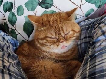 British Shorthair and American Shorthair Cats Available for Adoption - Elliot | PetCurious