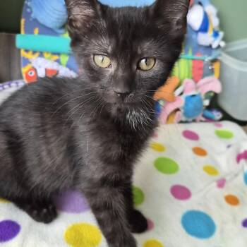 Cheddar (All Night Diner Litter) -  Domestic Short Hair Cat for Adoption in Baltimore, Maryland - Cheddar (All Night Diner Litter) | PetCurious
