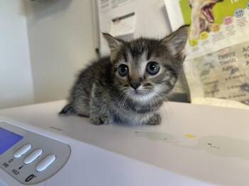 Domestic Short Hair Cats Available for Adoption in Bolivar, Missouri - Salt | PetCurious