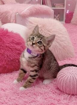 Darci -  Tabby Cat Available for Adoption in Tavares, Florida - Darci | PetCurious