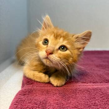 Rescue Domestic Medium Hair Cats for Adoption in Pittsburgh, Pennsylvania - Leo | PetCurious