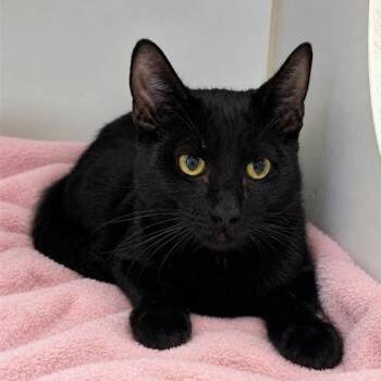 Pumpkin -  Domestic Short Hair Cat for Adoption in Long Beach, California - Pumpkin | PetCurious