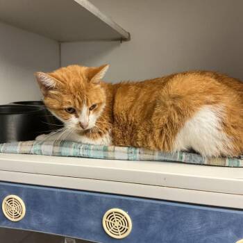 Edgar -  Domestic Medium Hair Cat for Adoption in Saint Joseph, Missouri - Edgar | PetCurious
