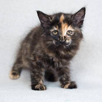 Domestic Medium Hair Cats Available for Adoption in Sunnyvale, California - Nebula | PetCurious
